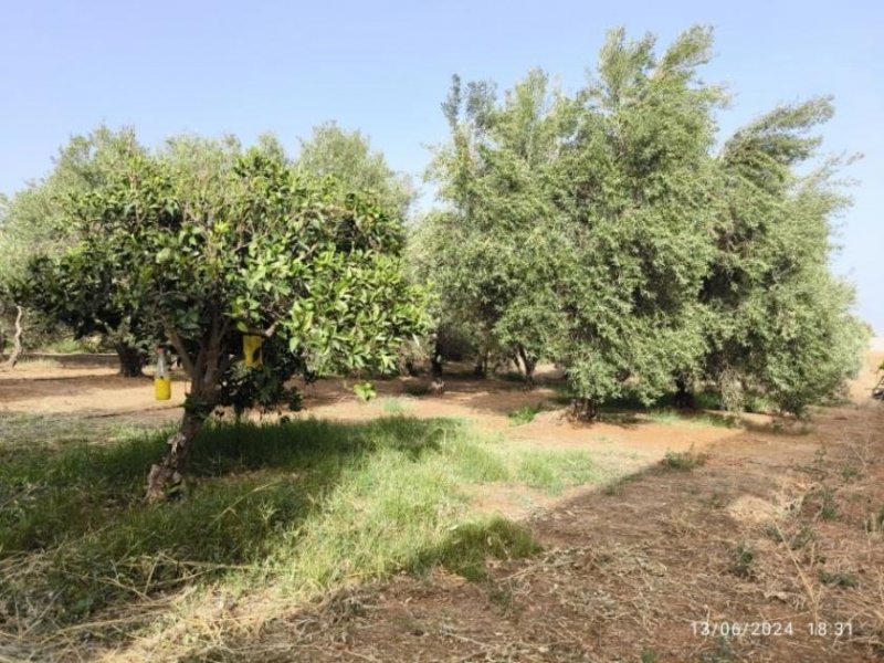 Timpaki Klima Kreta Timbaki außergewöhnliches Baugrundstück Meer- und Bergblick Grundstück kaufen